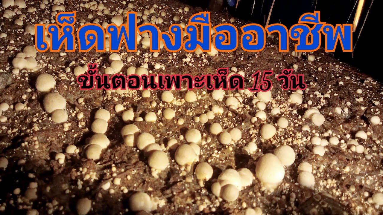 เพาะเห็ดฟาง คลิปเดียวจบ 15 วัน เก็บขาย