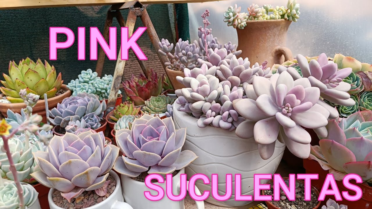 COLECCIÓN ROSA #pinksuculentas #echeveriasrosadas