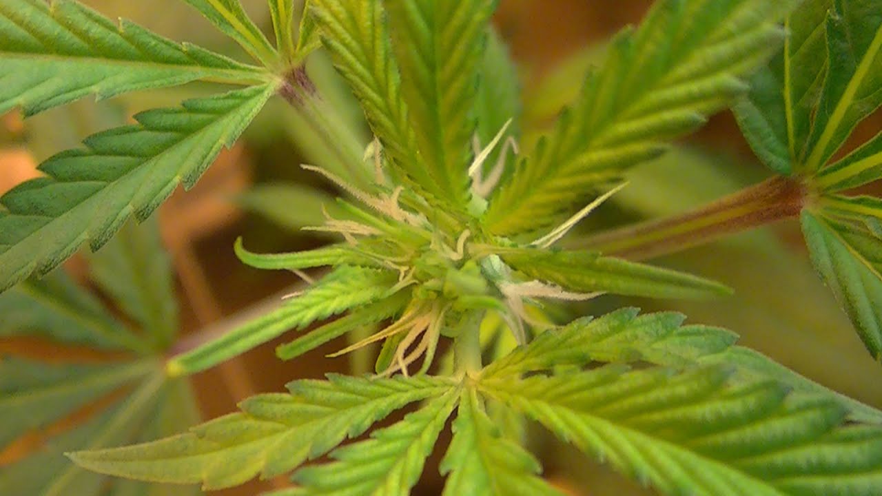 GREEN NINJAS GROW ROOM:  SEASON 5 EPISODE 8:  GROW ROOM UPDATE