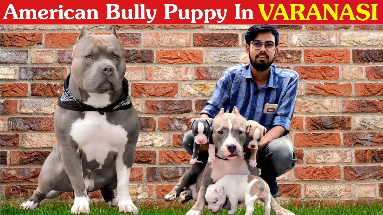 American Bully XL | Best Quality Puppy In Varanasi!