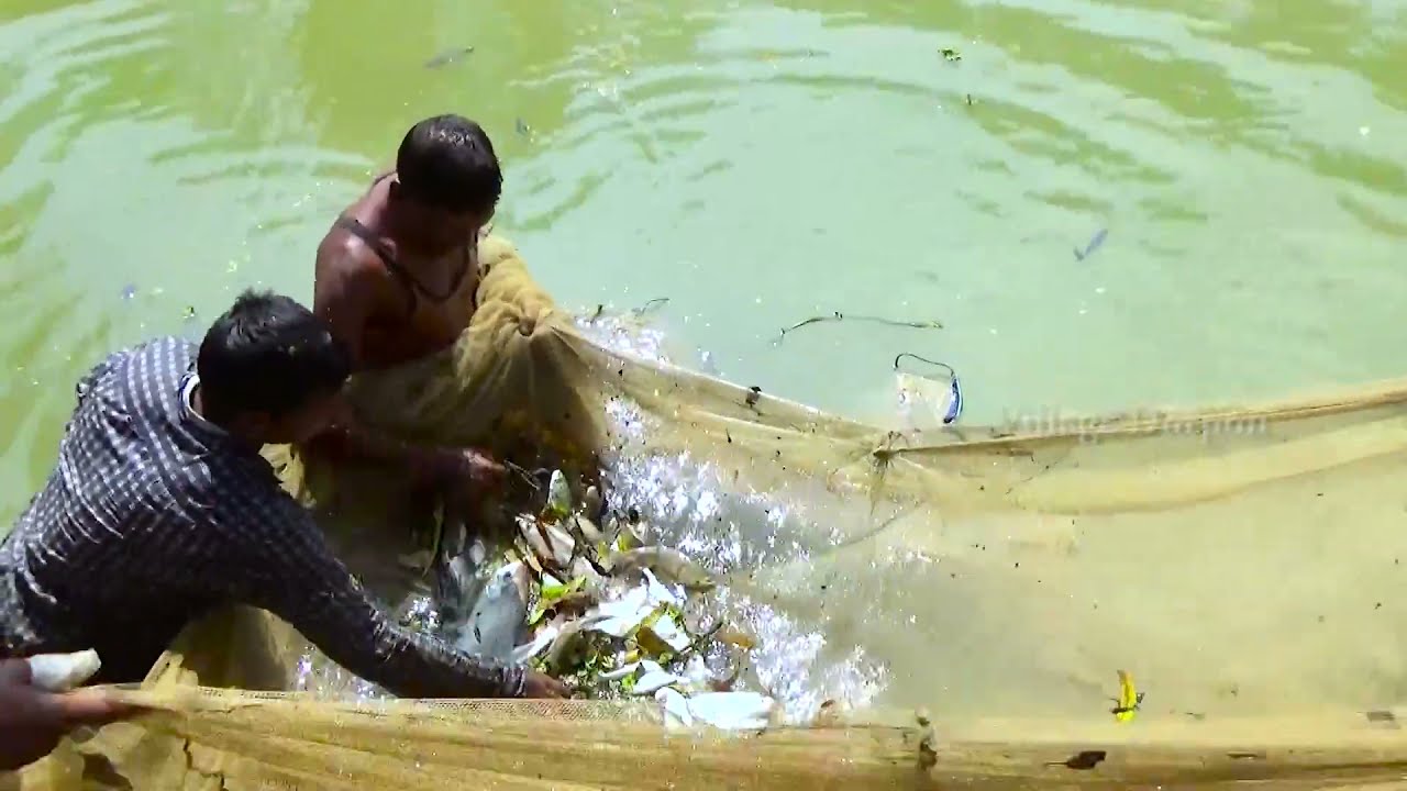 Amazing Fishing on Village Pond | Net Fishing | Fishing Video | Village Dorpon