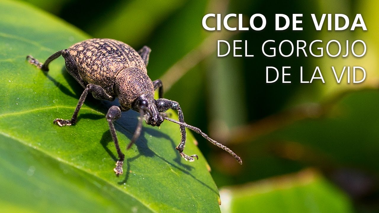 Ciclo de vida del gorgojo de la vid