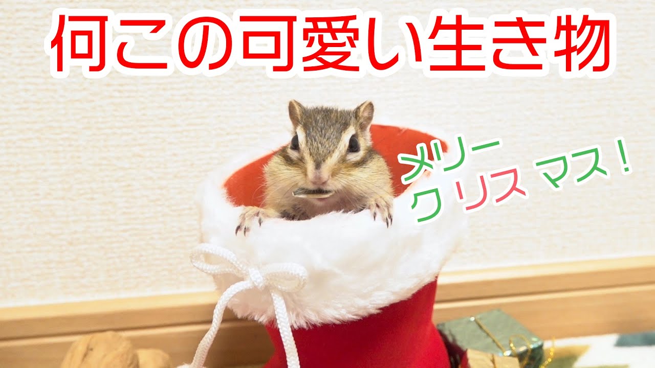 クリスマスだしリスでも見ていかない？