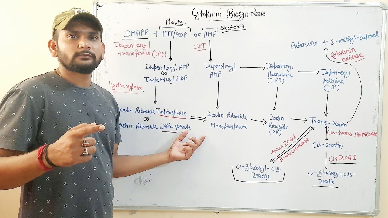 Cytokinin Biosynthesis(Phytohormone) in Hindi