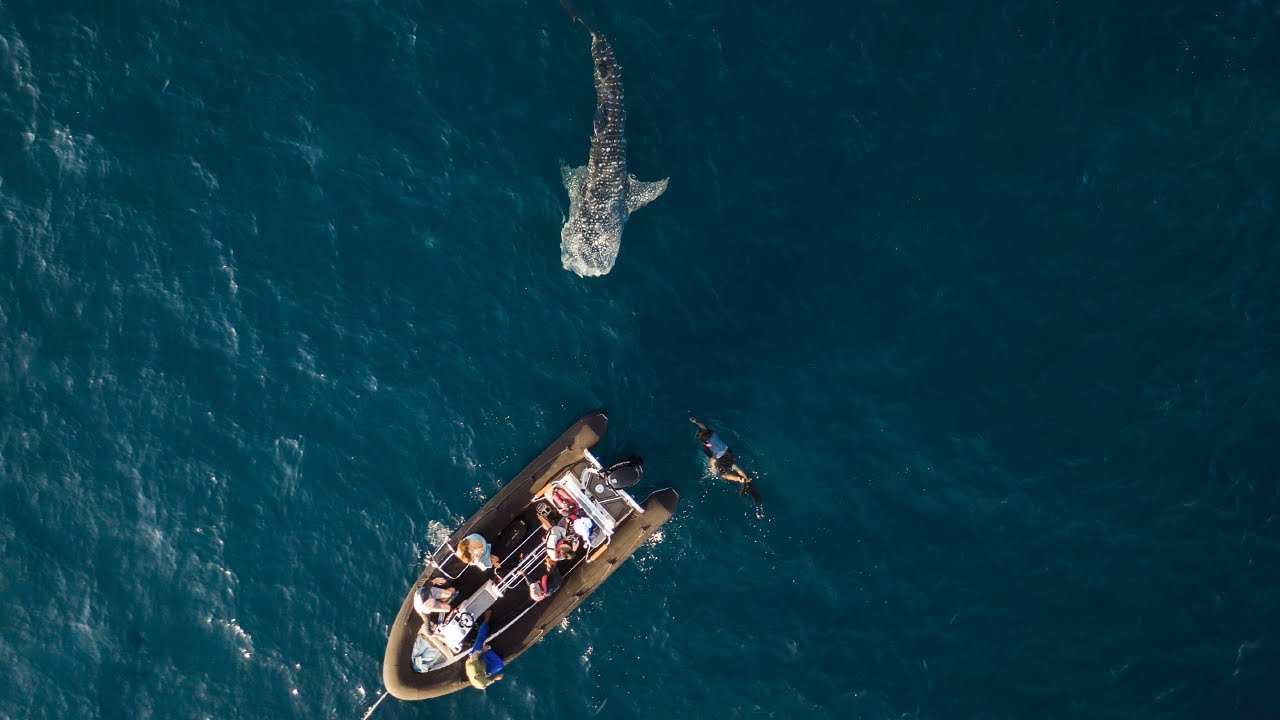Whale Sharks, Waterfalls, Komodo Island | Aqua Blu