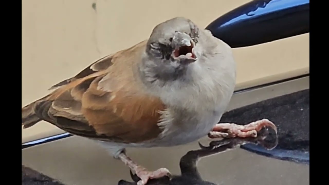 An unwell bird