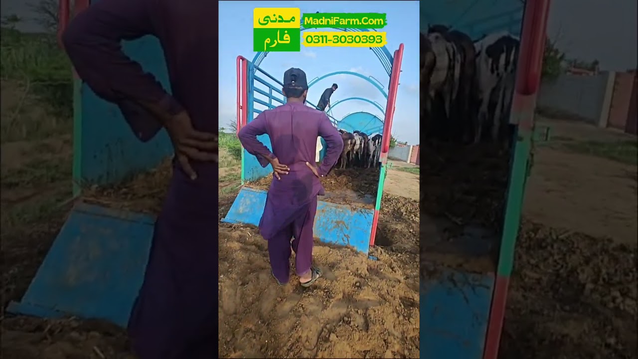 Unloading 1st Truck 21 Cows for Qurbani Season 2026