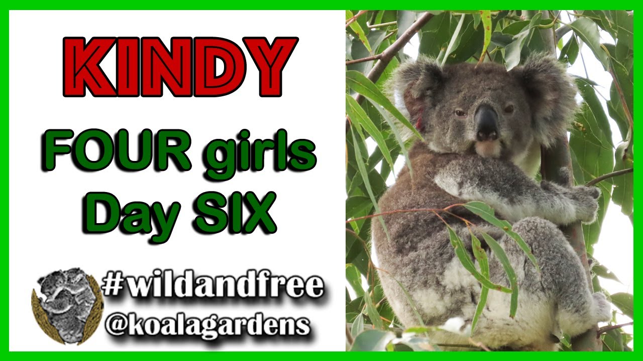 Koala Kindy - FOUR girls, day SIX