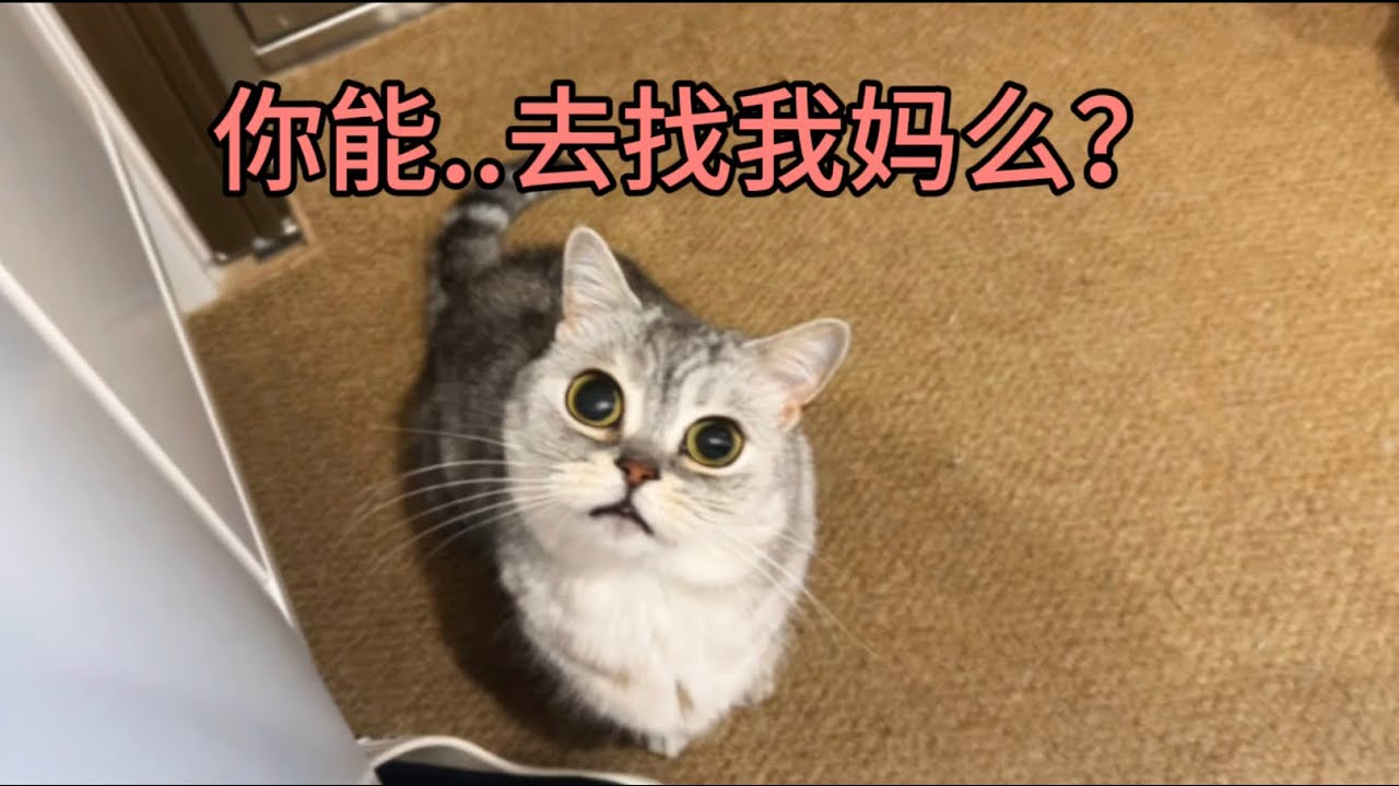 讓朋友上門餵貓，貓卻一直往門口走想找我！？ 
