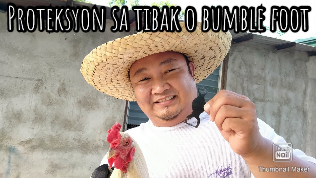 Rooster slipper tsinelas ng Manok pag iwas tibak o bumble foot