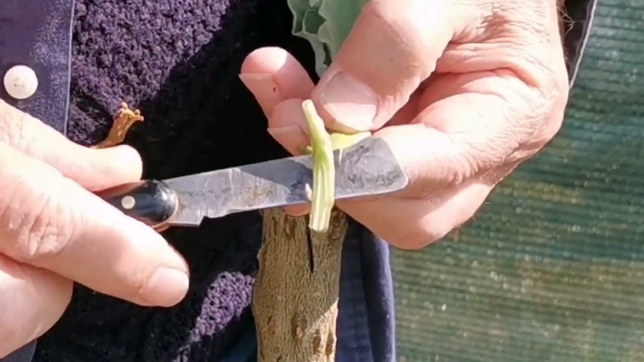 Il mio angolo di melanzane innestate su solanum.