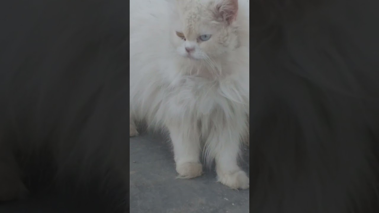 Cat is  much  angry #youtubeshorts #shorts