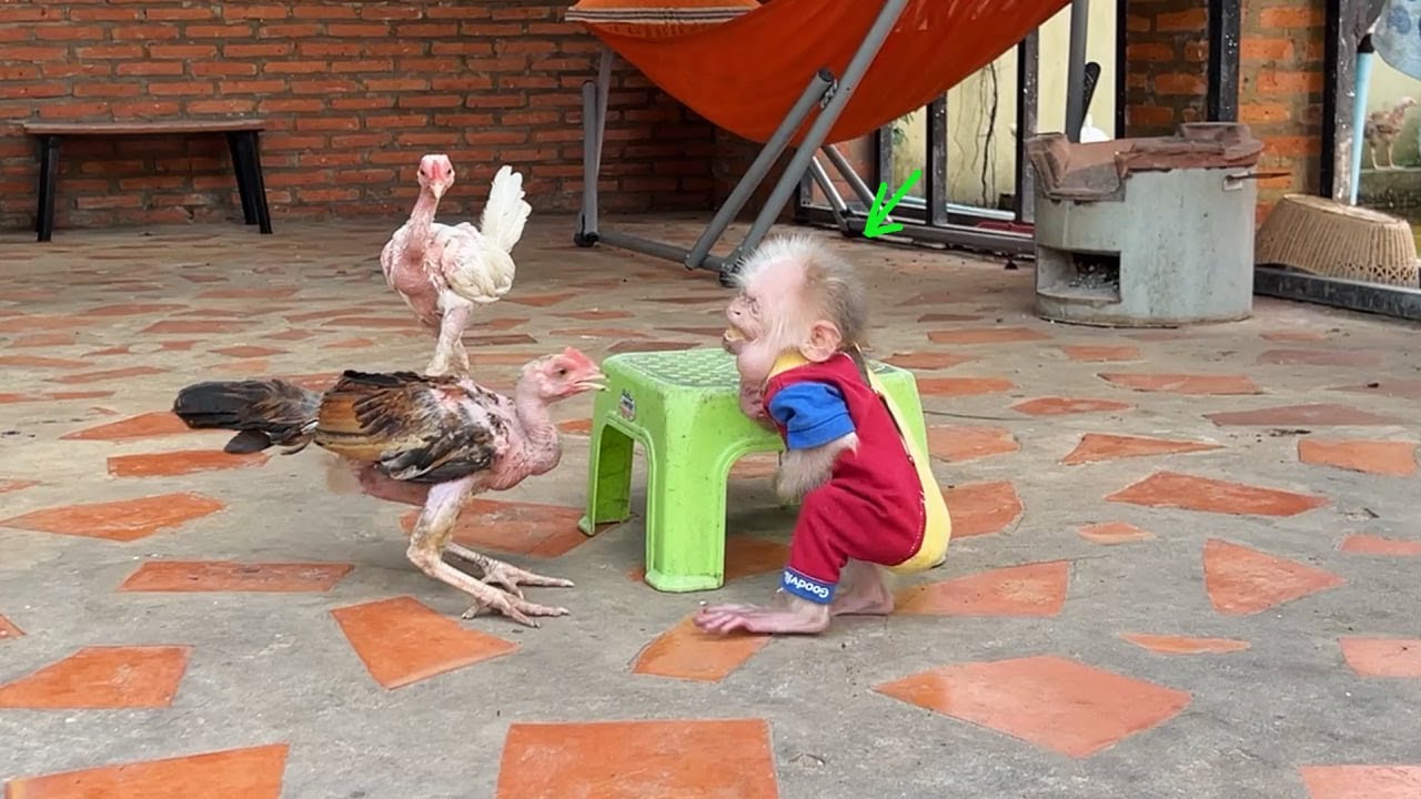 Chamroeun Xtremely anqry Chicken becoz He Always Try H@rd To Protect His Food