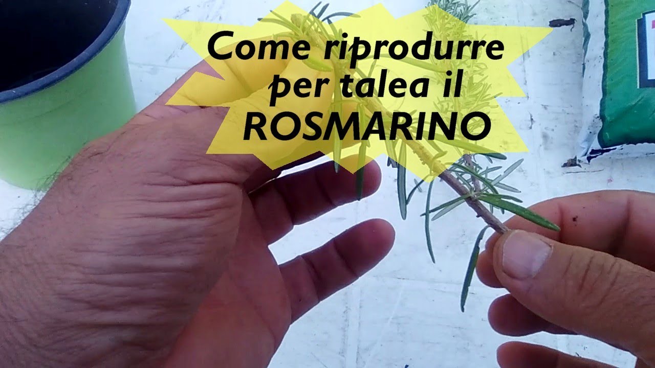 RIPRODURRE PER TALEA IL ROSMARINO