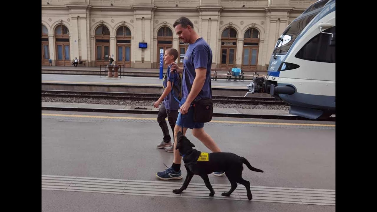 Bix, a fekete labrador és családja