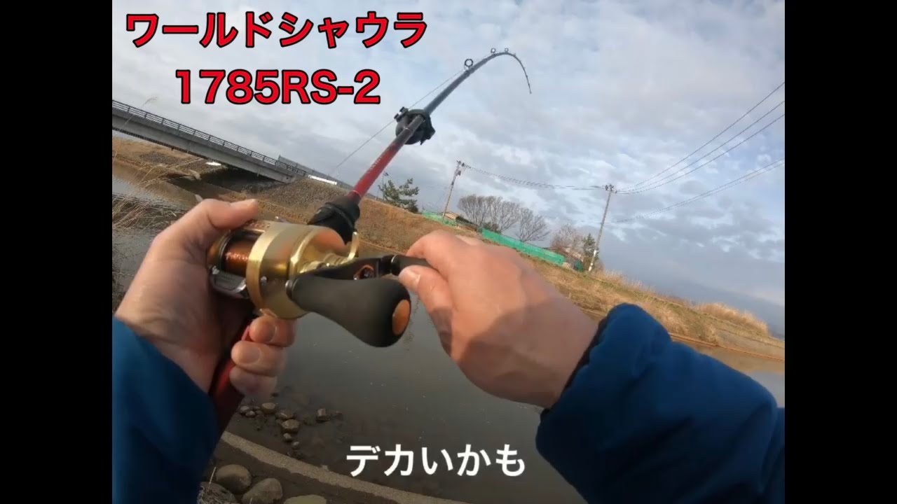 【ボイリーで鯉釣り】2021初鯉キタのにネットが無い。 with ワールドシャウラ1785RS-2