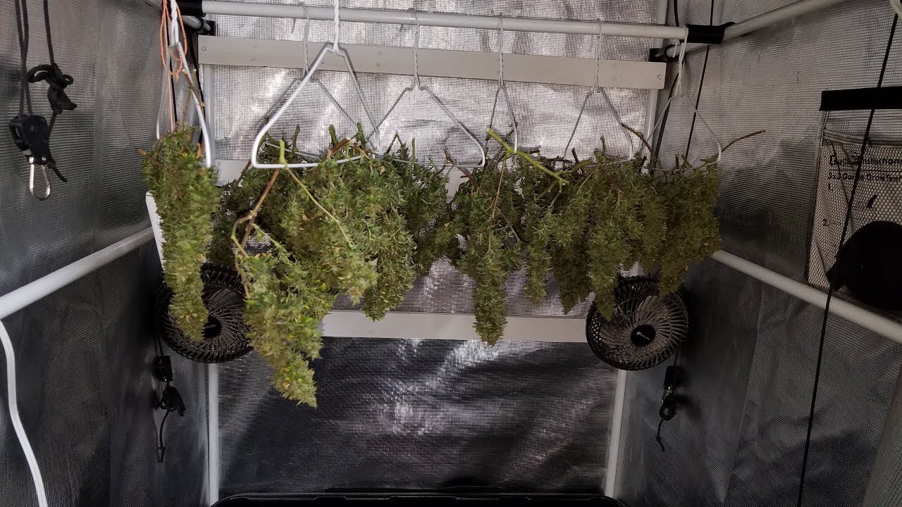 DinaMed CBD Grow &ndash; Harvest Day