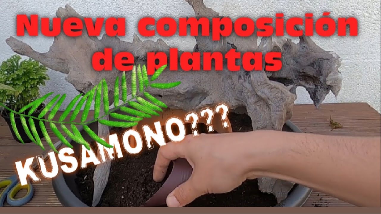 NUEVA COMPOSICIÓN DE PLANTAS TROPICALES SOBRE RAÍZ O TRONCO. CON MUSGO. 