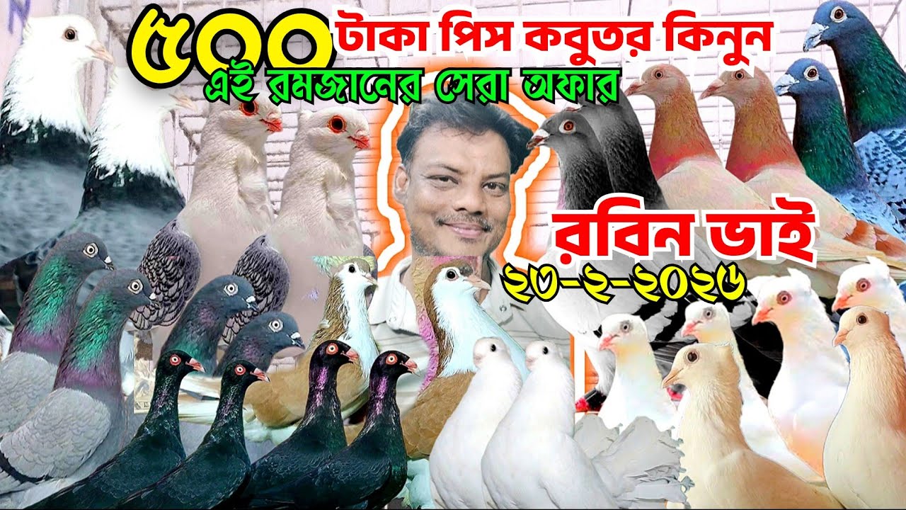 এই রমজানের রবিন ভাইয়ের সেরা কবুতর কিনুন। রেসার কবুতর,দেশি গোল্লা কবুতর। ড্যানিশ কবুতর। সিরাজি কবুতর