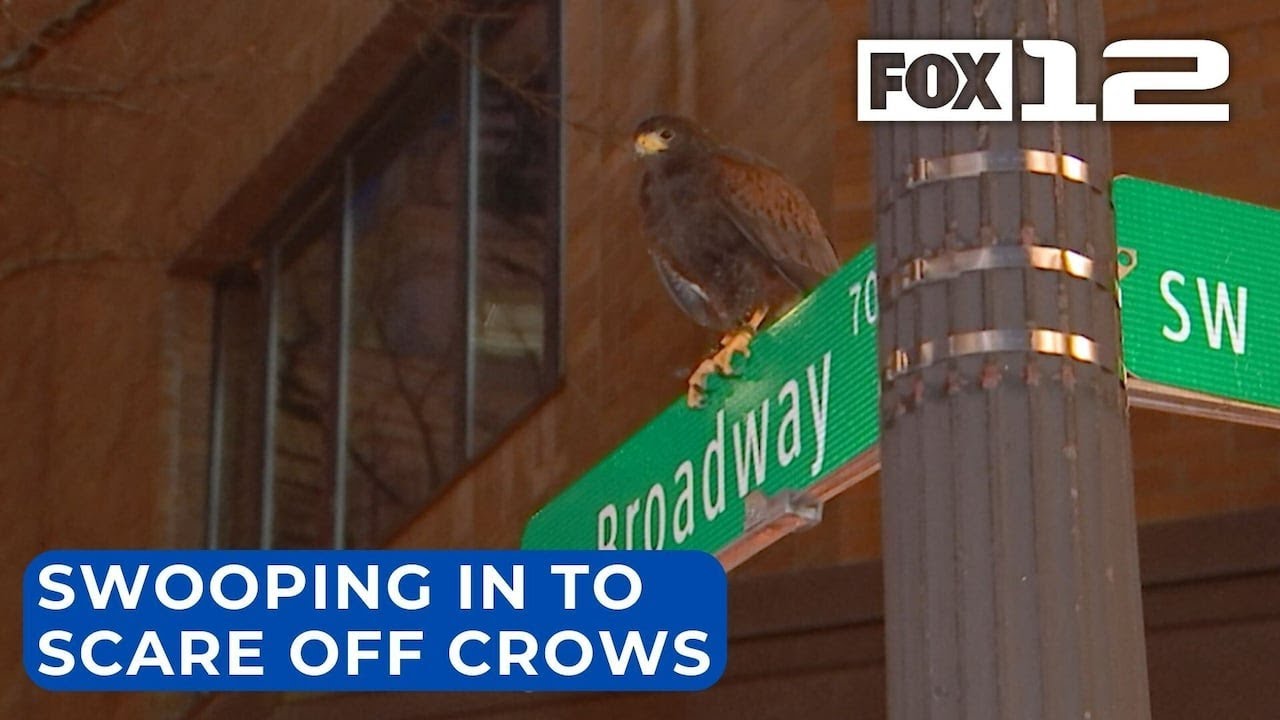 Falconer swoops in to help with crow problem in Portland