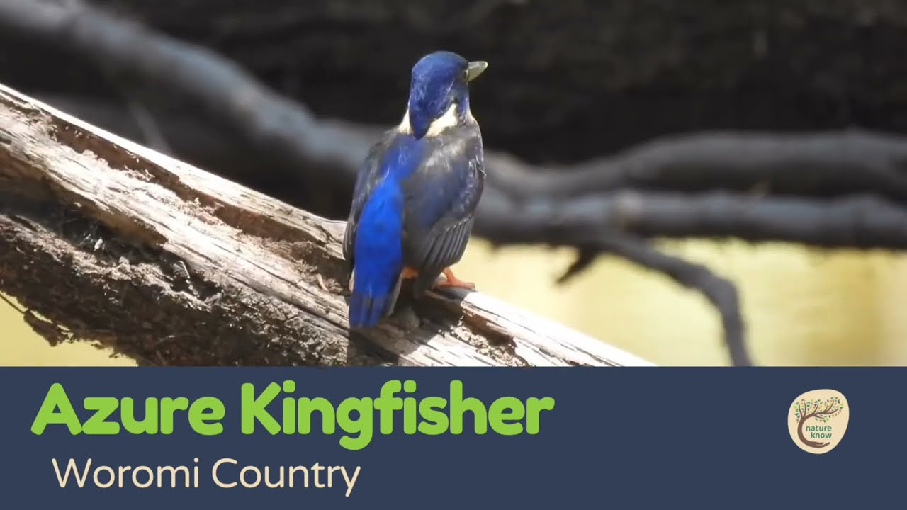 Captivating Colours of the Azure Kingfisher
