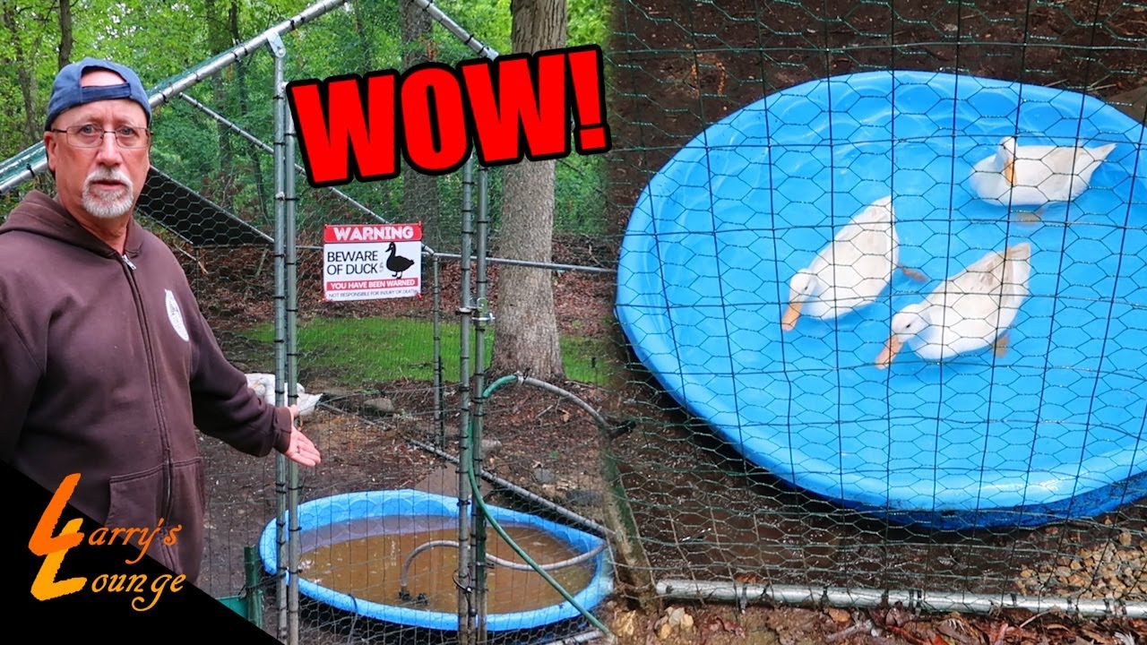 How I Clean the Duck Pool!