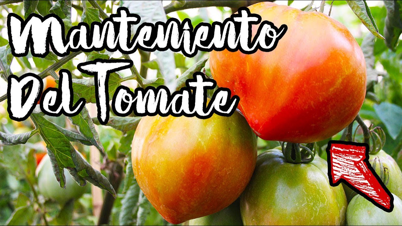 🔴 IMAGINAS tener TOMATES GIGANTES y SANOS 🍅..TE ENSEÑO Como ➡️ (Poda Profunda y Manteniendo básico)