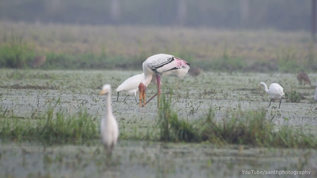 Short video of painted stork | Santh photography | Birds | Travel