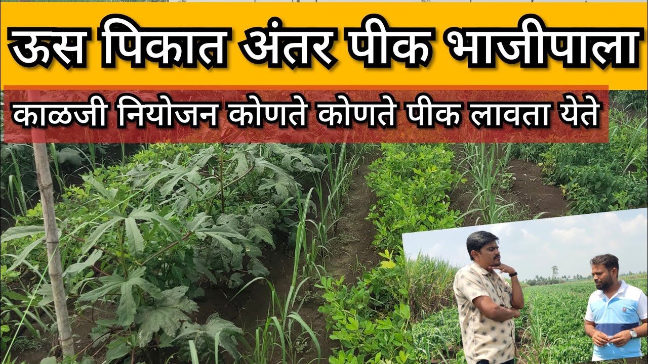 ऊस पिकात आंतरपीक भाजीपाला, काळजी व नियोजन .#ऊस, #टीम_कृषी_भरारी.