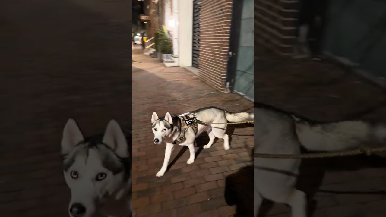 A husky that loves you and recognizes you 🥹🥹 #husky