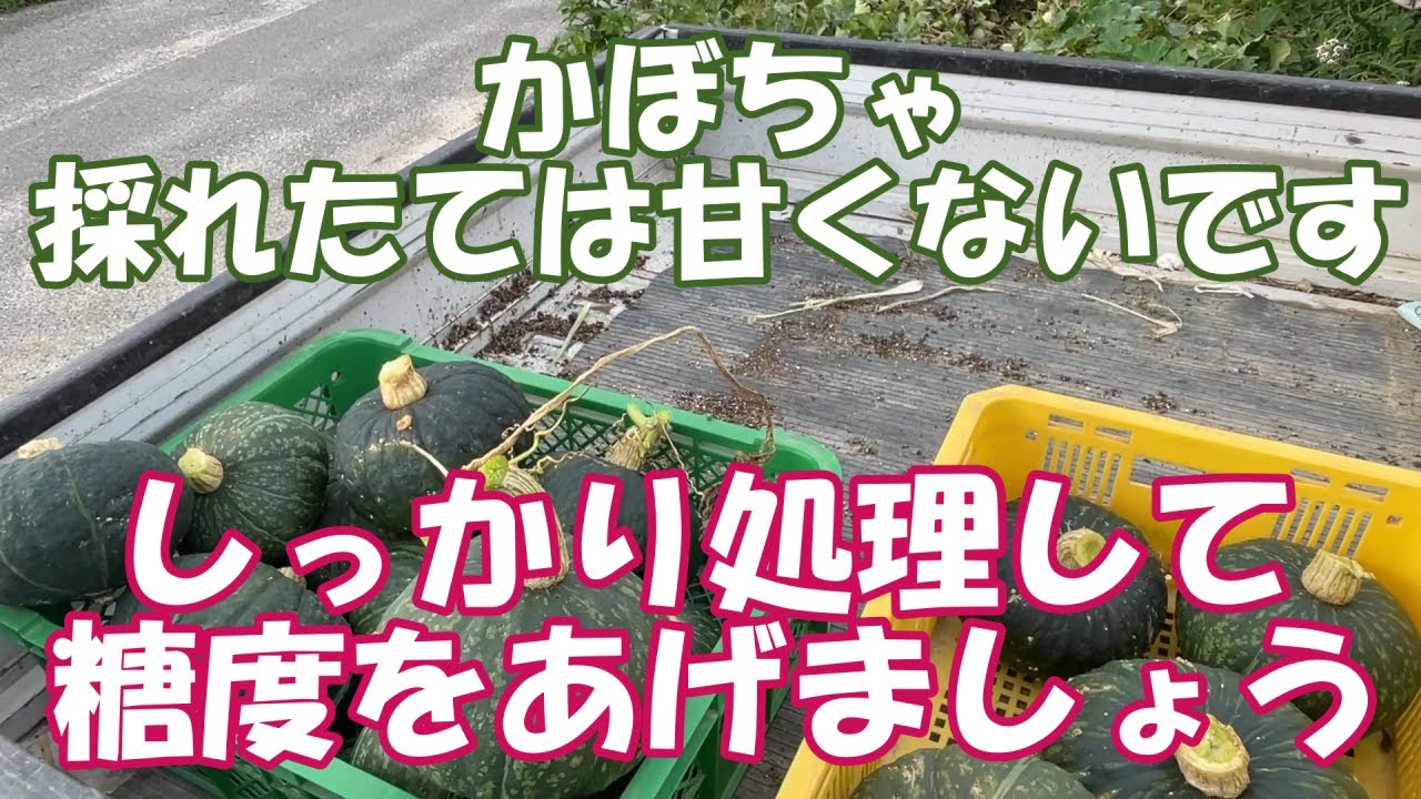 かぼちゃの収穫タイミングと糖度、保存性をあげる作業。