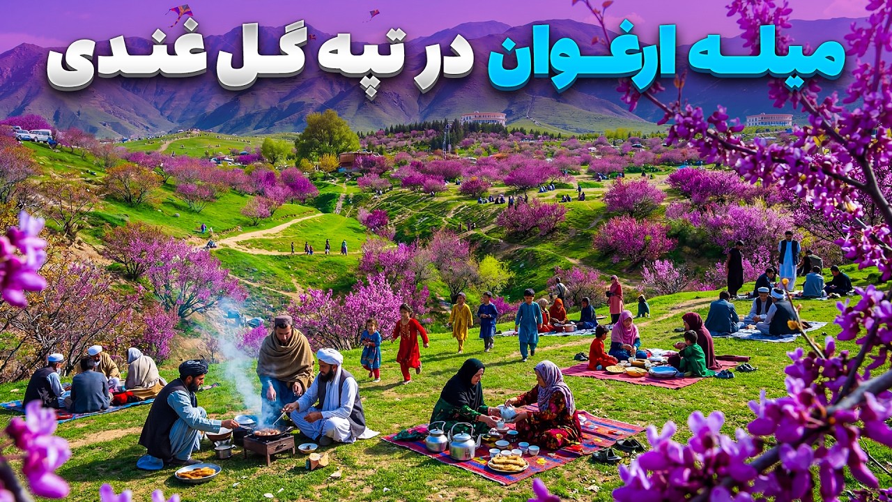 گزارش ویژه شاداب گلزاد از میله ارغوان در تپه زیبای گل‌غندی ولایت پروان
