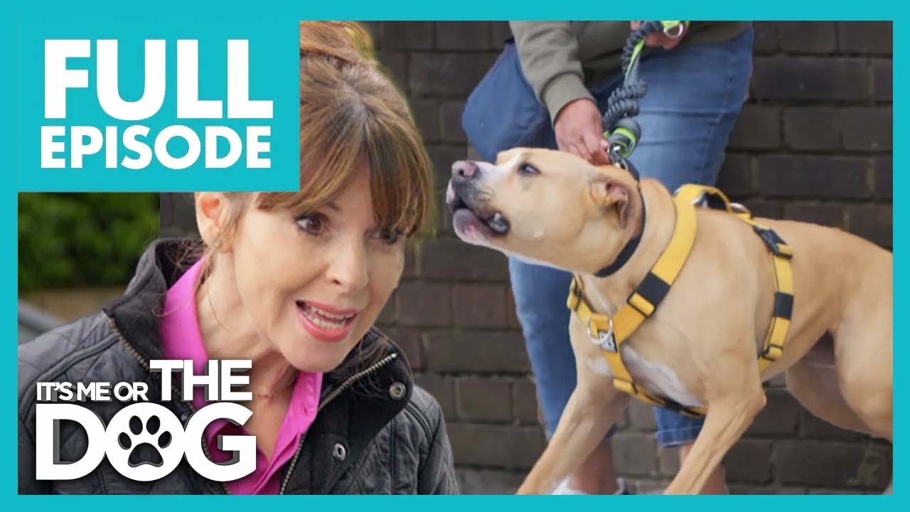 Luca: The Not So Brave Bulldog | Full Episode 214 | It’s Me or The Dog