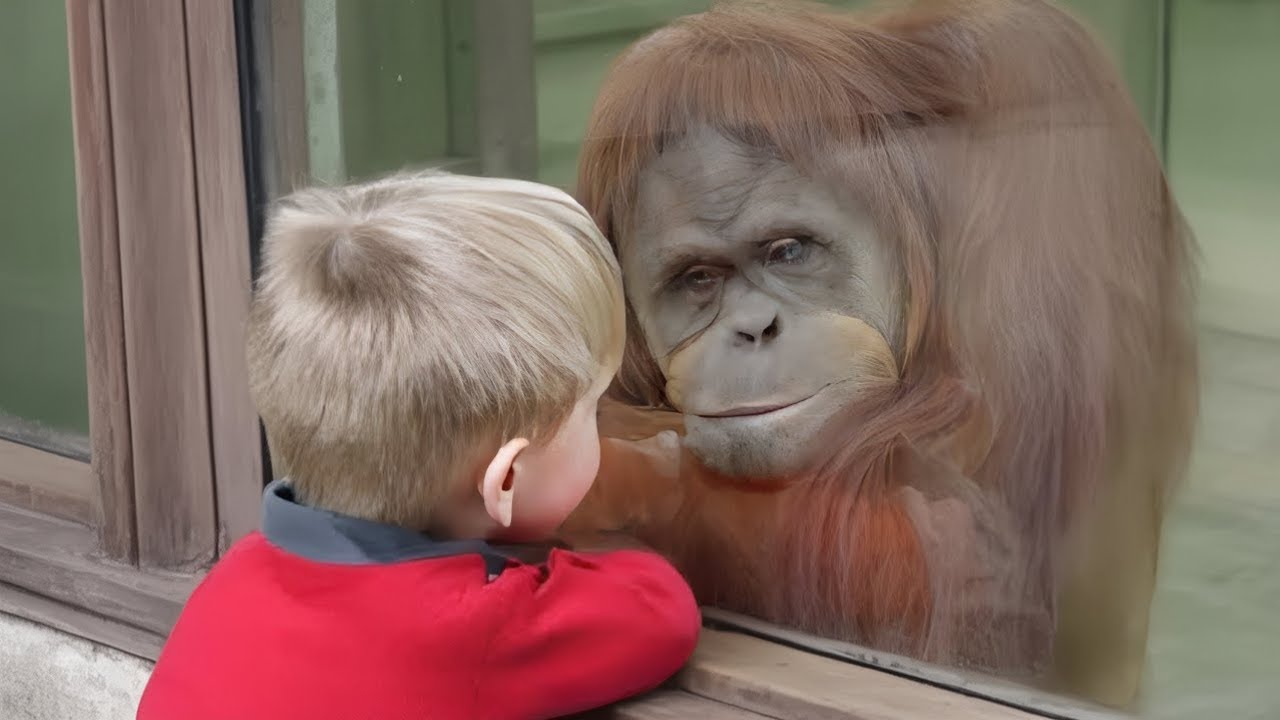 Das Kleinkind sah einen Orangutan hinter Glas – was es dann tat, war unvorstellbar