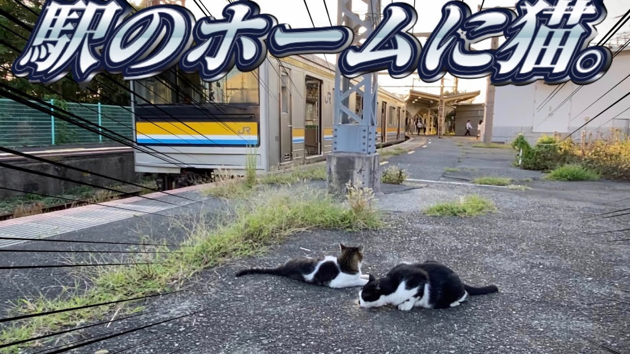 【駅に住んでる】鶴見線の猫に遊んでもらってきた。