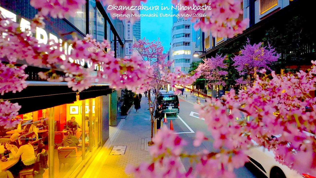 4K60【オカメ桜と日本橋三越】春の室町夕景 2026 東京 Japan