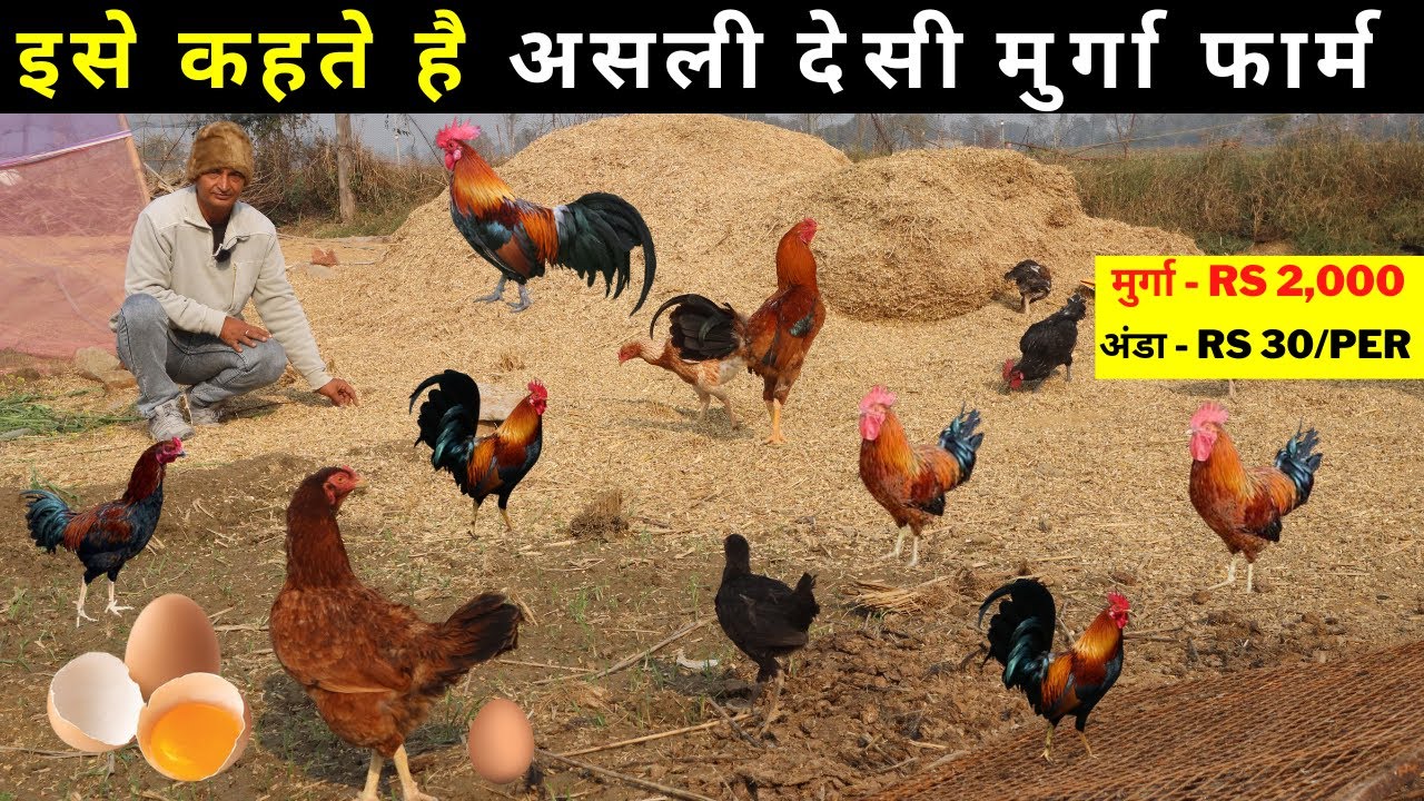 ऐसा देसी मुर्गा फार्म आप ने कभी नहीं देखा होगा  #Desimurga #freerange