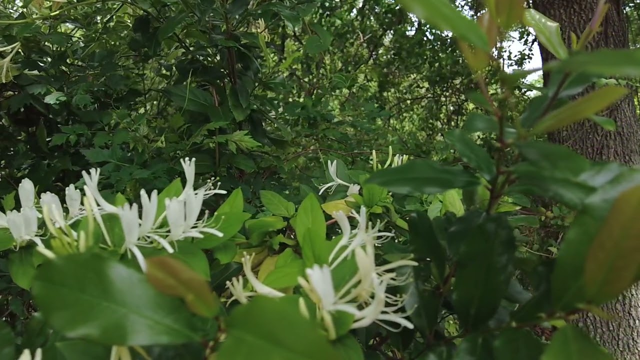 DJI Pocket 2 Slow Motion Honey Suckle