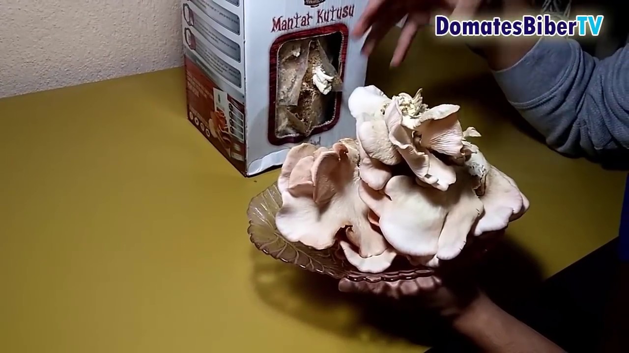 Evde İstiridye Mantarı Yetiştiriciliği