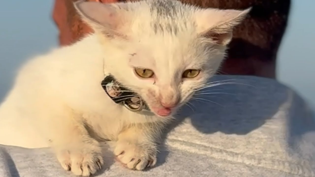 Guy was about to get a dog, then mystery cat shows up at his door