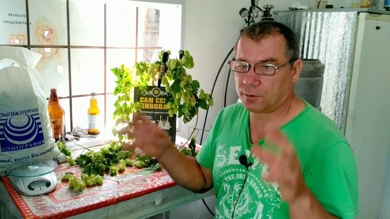 Как выбрать дикий хмель для пива !
