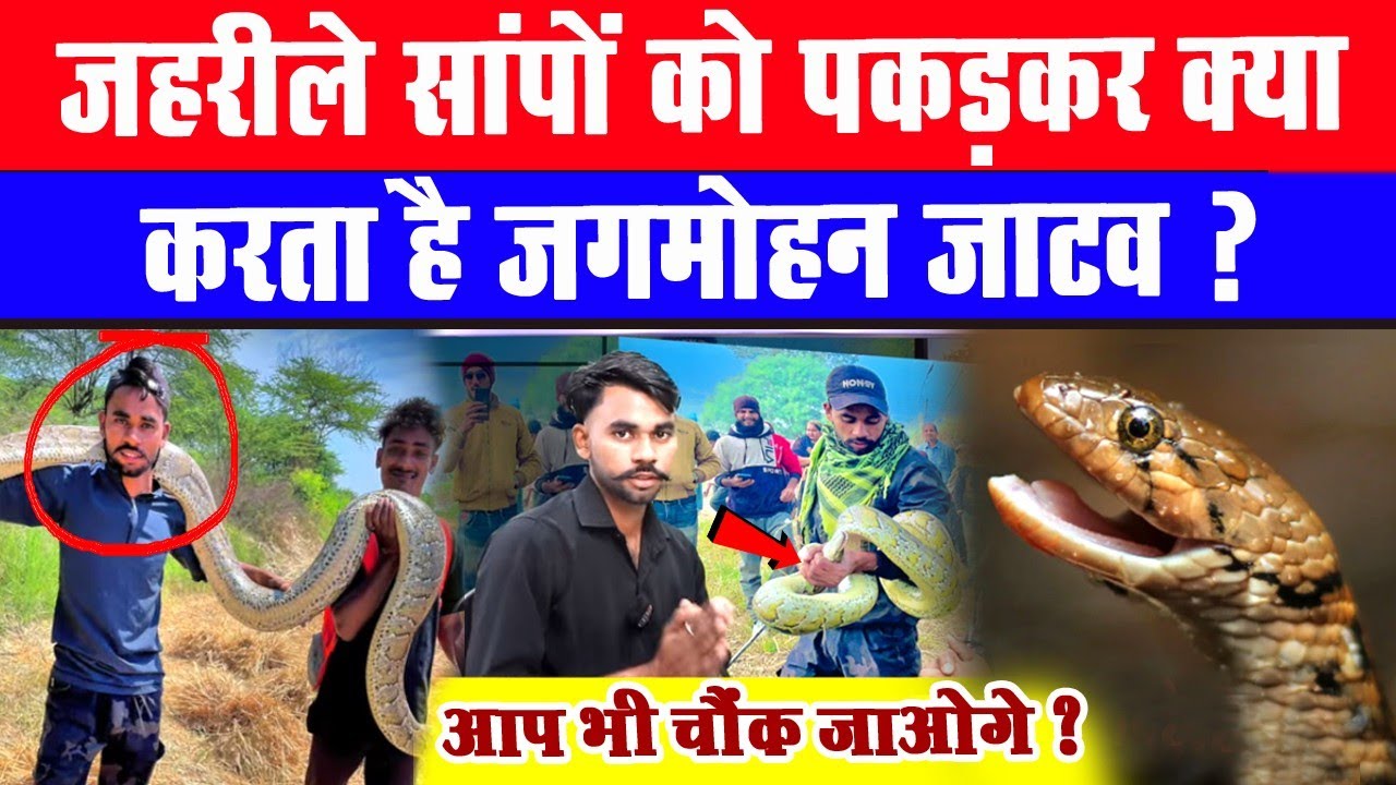 दुनियां के 5 जहरीले सांप पकड़ चूका है ये जाटव युवक Jagmoham देखकर आप भी चौंक जाओगे ?