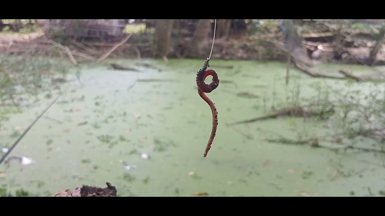 ‼️SARANG IKAN BETOK BABON‼️ Spot karpet hijau belakang rumah ternyata sarang ikan betok babon