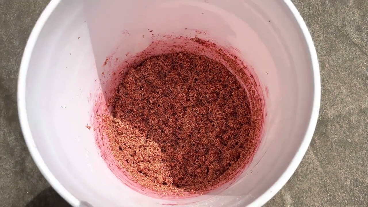 How to Make Millet Carp Bait - Tips and Tricks For Millet
