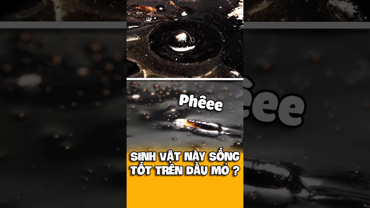 Ruồi Dầu Mỏ, Lo&agrave;i Động Vật Duy Nhất Sống Được Trong Dầu Mỏ.