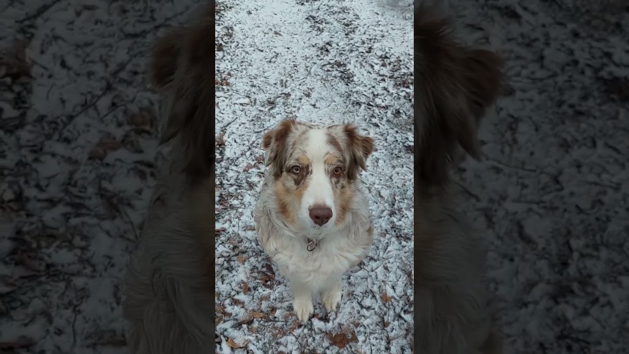 panička to nat&aacute;čen&iacute; flak&aacute; #australianshepherd #pespritelcloveka