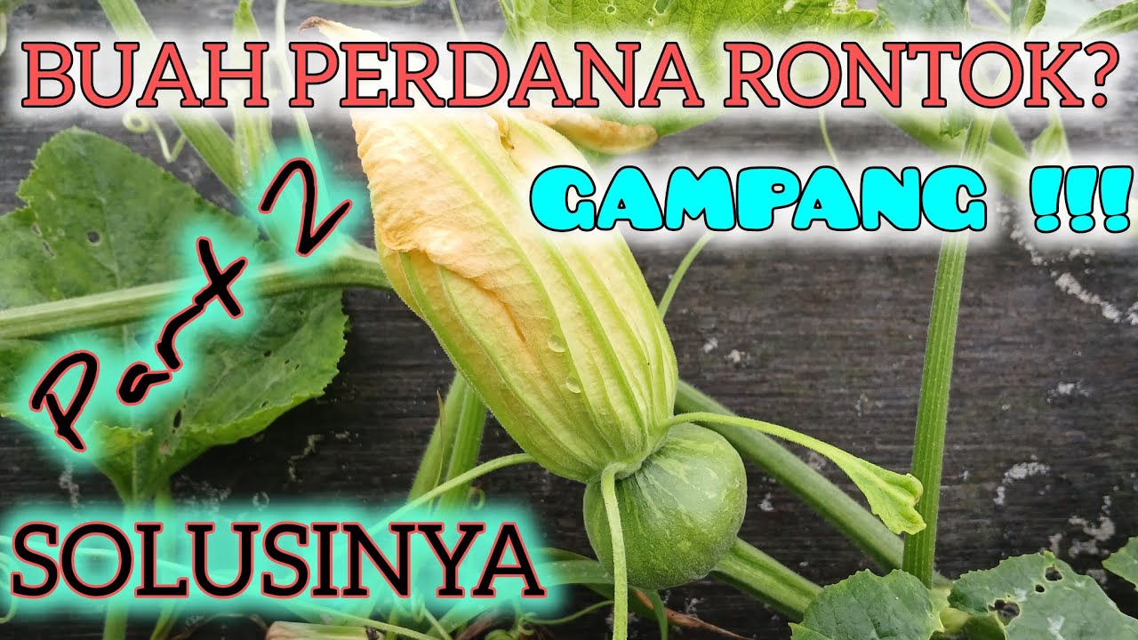 MENCEGAH KERONTOKAN BUAH PERTAMA PADA LABU KUNING
