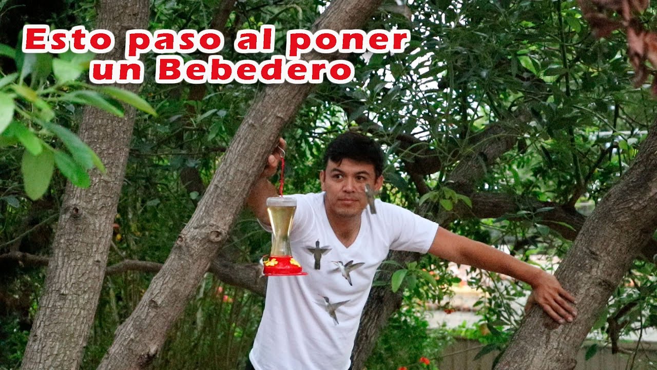 Puse Bebederos para colibríes, No esperaba lo que paso.