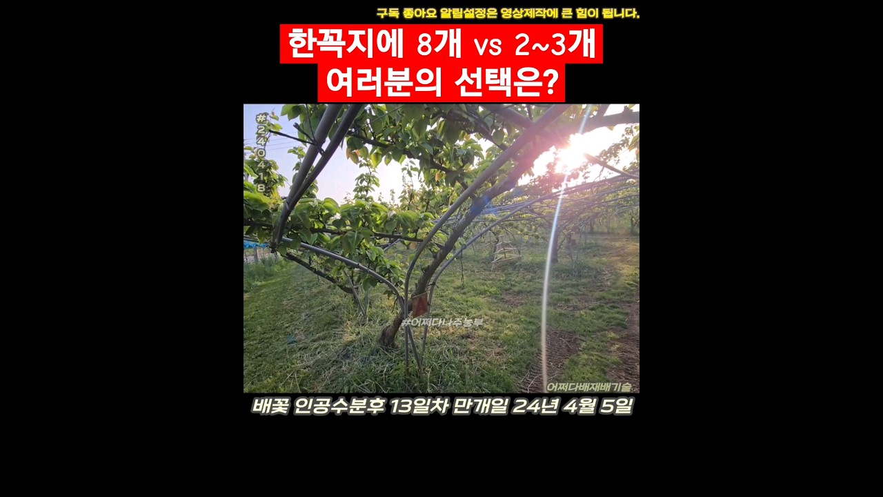 한꼭지에 8개 vs 2~3개여러분의 선택은?