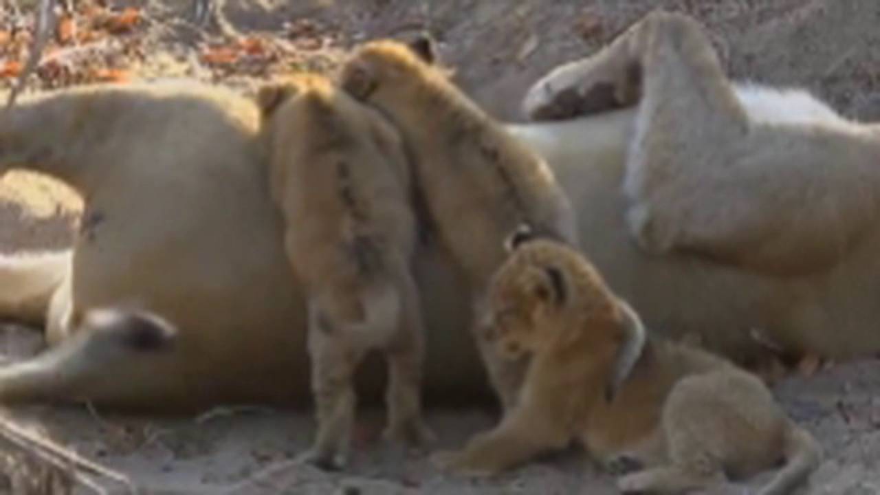Sweet Sunday with the Nkuhuma LIon Cubs August 14, 2016